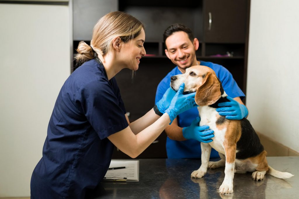 Software de gestão e clínica veterinária